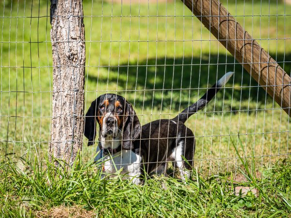 Leia mais sobre o artigo Proteção e Segurança para os Seus Animais: Tela Soldada Titan
