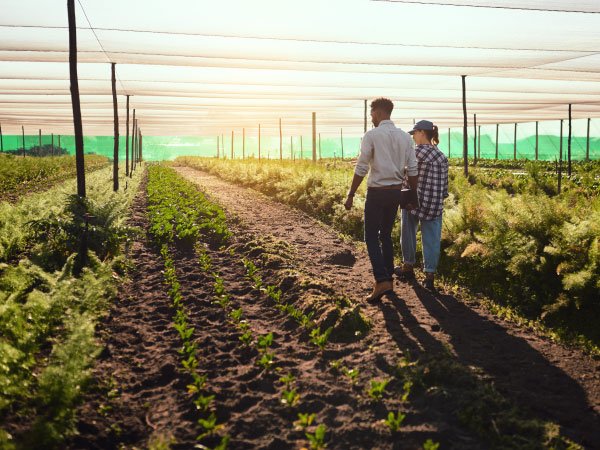 Leia mais sobre o artigo Cercas para Agricultura Orgânica: Como Escolher Cercamentos que Respeitam os Princípios da Agricultura Sustentável