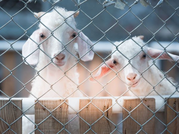 Leia mais sobre o artigo Cercas e Alambrados para o Bem-Estar Animal