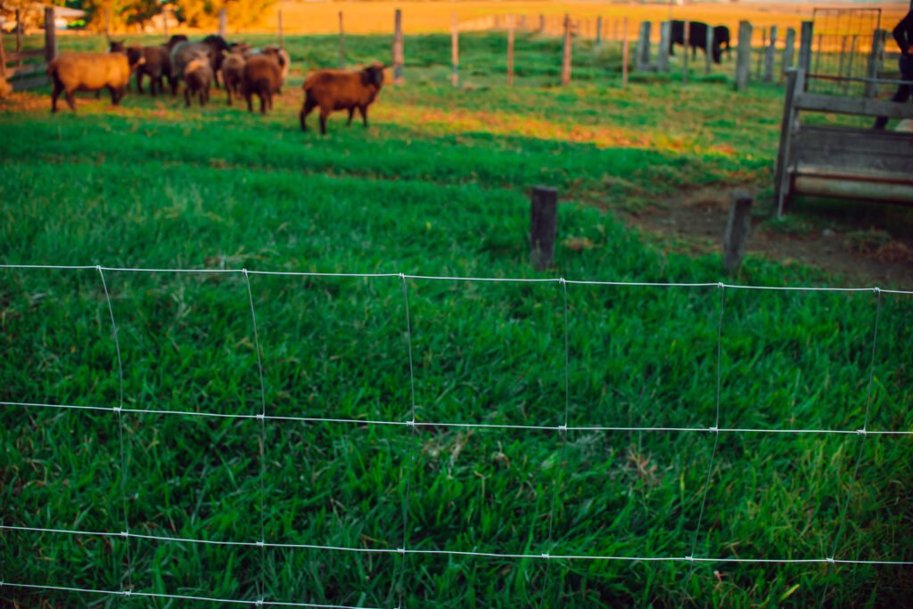 Cerca de arame galvanizado garantindo o bem-estar dos animais no campo.